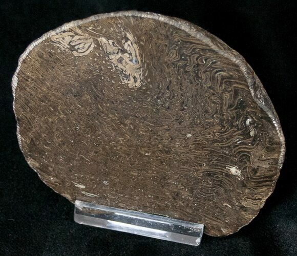 Jurassic Aged Osmunda Petrified Wood - Australia #16924